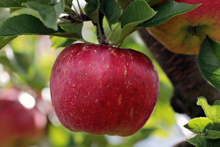 apple-900x600.jpg