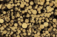 holzstaemme.jpg