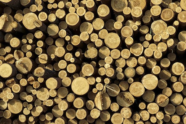 holzstaemme.jpg